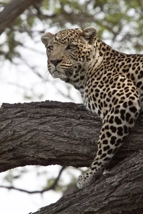 Framed Print : Alert African Leopards looks out from tree branch Framed Print : Alert African Leopards looks out from tree branch
