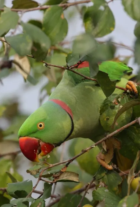 Framed Print : Alexandrine Parakeet (Psittacula eupatria avensis) adult male, feeding on fruit in tree, Kaziranga N. P. Assam, India, january Framed Print : Alexandrine Parakeet (Psittacula eupatria avensis) adult male, feeding on fruit in tree, Kaziranga N. P. Assam, India, january