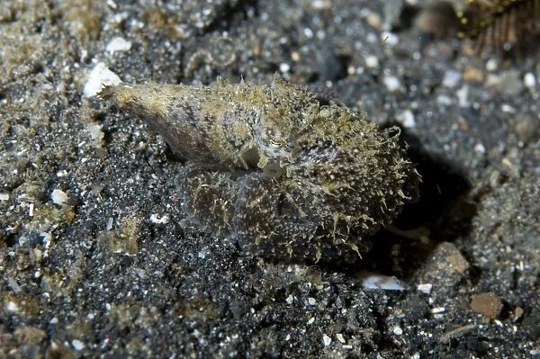 Algae Octopus (Abdopus aculeatus) adult, camouflaged on black sand, Lembeh Island, Sulawesi, Sunda Islands, Indonesia
