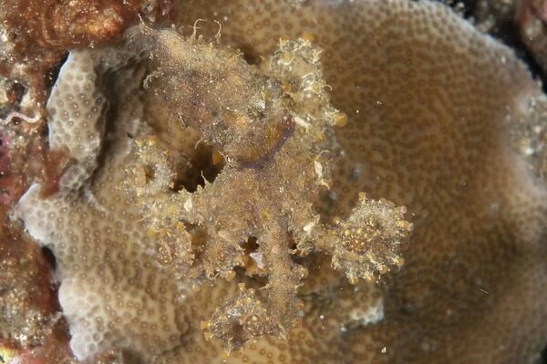 Algae Octopus (Abdopus aculeatus) adult, camouflaged on reef, Lembeh Straits, Sulawesi, Sunda Islands, Indonesia, May