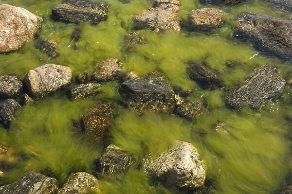 Algae amongst rocks in brackish water, High Coast, Gulf of Bothnia, Baltic Sea, Sweden
