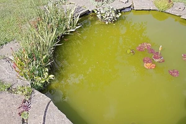 Algal bloom in garden pond, Mendlesham, Suffolk, England, August