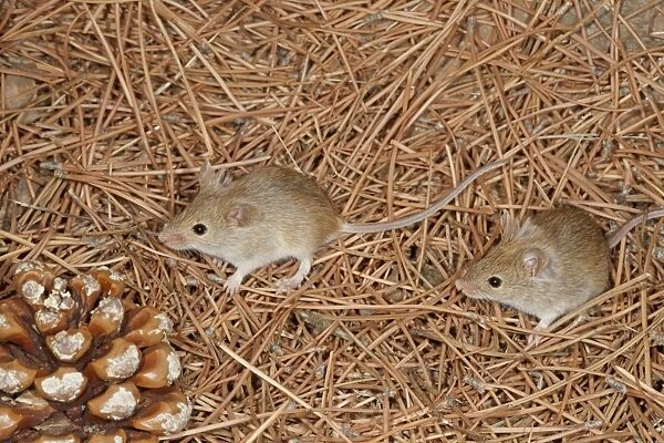 Algerian Mouse (Mus spretus) two adults, standing on pine needles, Spain, September (controlled)