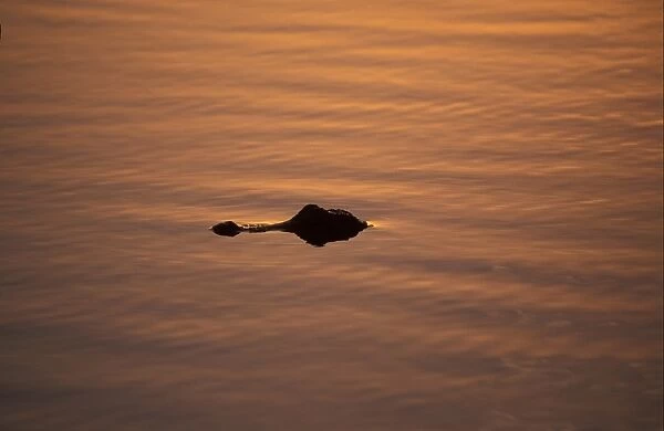Alligator (Alligator mississippiensis) In the glow of the setting sun