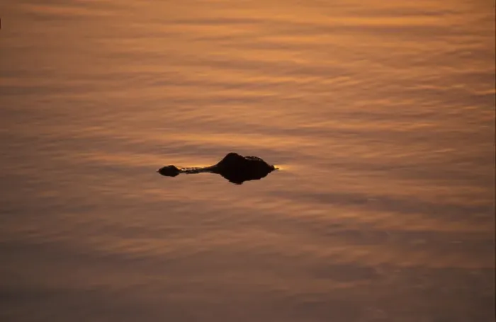 Framed Print : Alligator (Alligator mississippiensis) In the glow of the setting sun