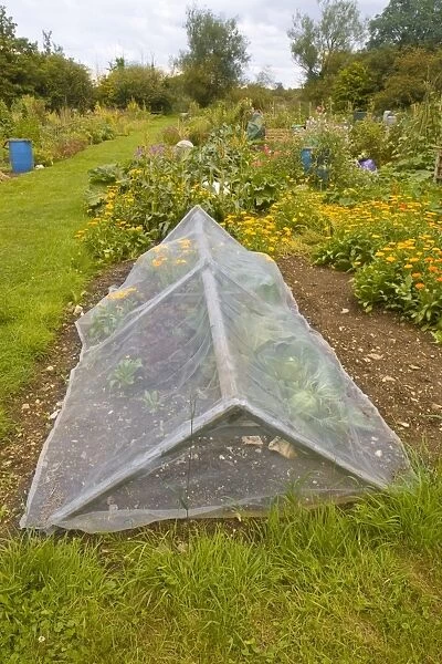 Allotment with fine mesh cage to keep out insect pests, Dorchester, Dorset, England, August