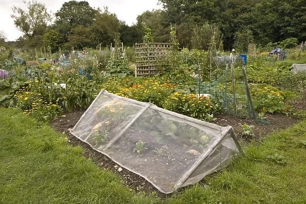 Allotment with fine mesh cage to keep out insect pests, Dorchester, Dorset, England, August