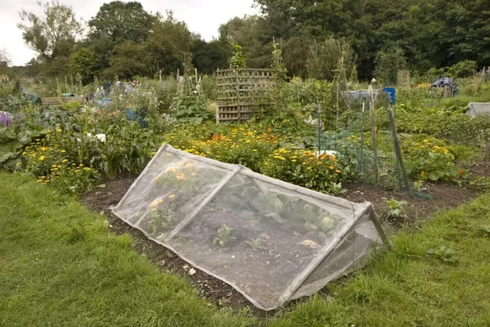 Framed Print : Allotment with fine mesh cage to keep out insect pests, Dorchester, Dorset, England, August Framed Print : Allotment with fine mesh cage to keep out insect pests, Dorchester, Dorset, England, August