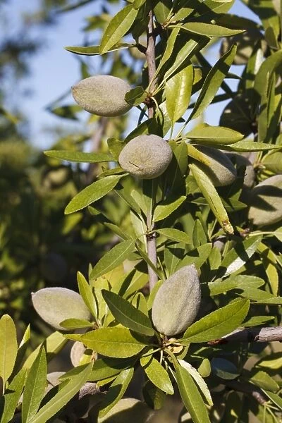 Almond (Prunus dulcis) close-up of fruit forming on tree, in orchard, Bouches-du-Rhone, Provence, France, June