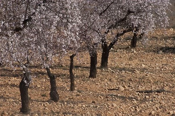Almond (Prunus dulcis) grove, in blossom, Albacete, Castilla la Mancha, Spain, february