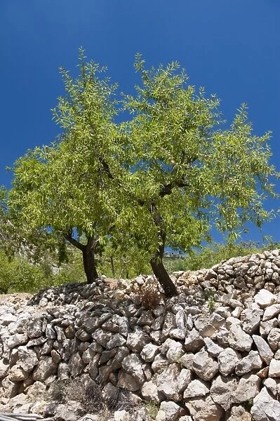 Almond (Prunus dulcis) habit, growing in orchard high in mountains, near Parcent, Marina Alta, Costa Blanca
