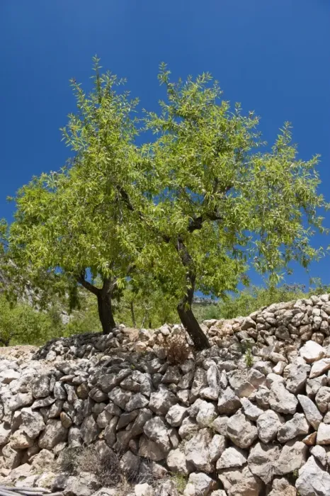 Framed Print : Almond (Prunus dulcis) habit, growing in orchard high in mountains, near Parcent, Marina Alta, Costa Blanca Framed Print : Almond (Prunus dulcis) habit, growing in orchard high in mountains, near Parcent, Marina Alta, Costa Blanca