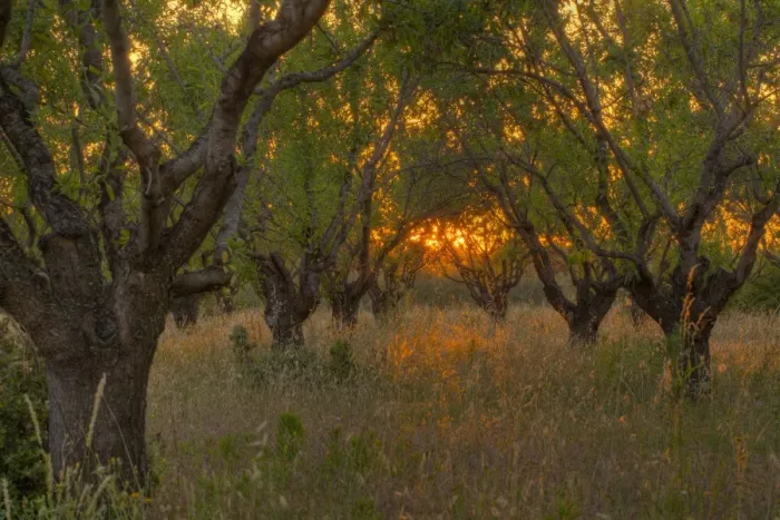 Framed Print : Almond (Prunus dulcis) orchard, at sunset, Bouches-du-Rhone, Provence, France, June Framed Print : Almond (Prunus dulcis) orchard, at sunset, Bouches-du-Rhone, Provence, France, June