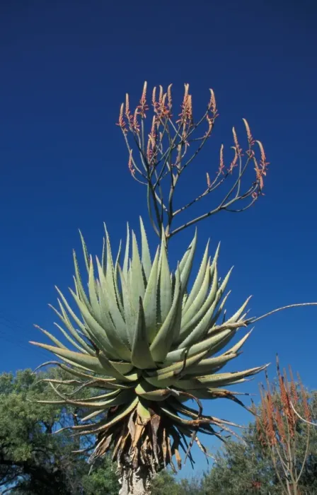 Framed Print : Aloe (Aloe littoralis) Namibia Framed Print : Aloe (Aloe littoralis) Namibia