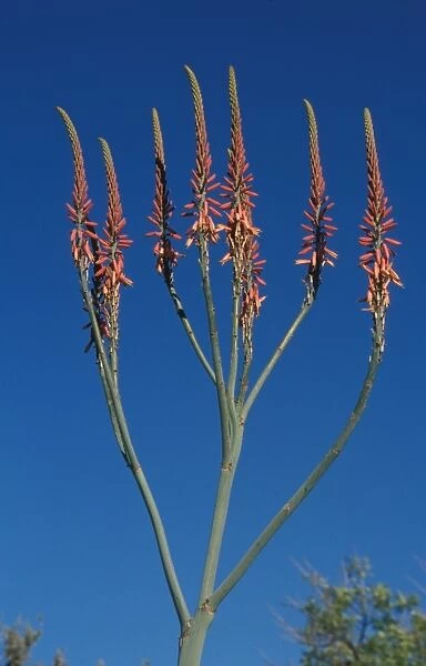 Aloe (Aloe littoralis) Namibia