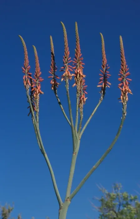 Framed Print : Aloe (Aloe littoralis) Namibia Framed Print : Aloe (Aloe littoralis) Namibia