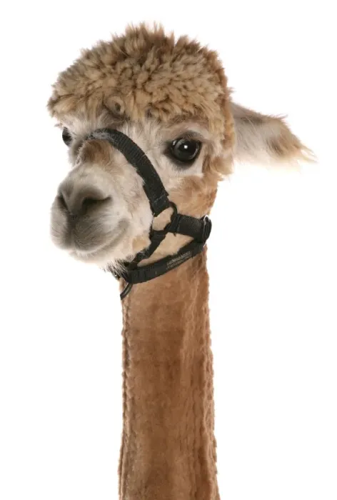 Framed Print : Alpaca (Lama pacos) adult, with clipped coat, close-up of head Framed Print : Alpaca (Lama pacos) adult, with clipped coat, close-up of head