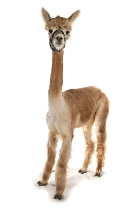 Framed Print : Alpaca (Lama pacos) adult, with clipped coat, standing Framed Print : Alpaca (Lama pacos) adult, with clipped coat, standing