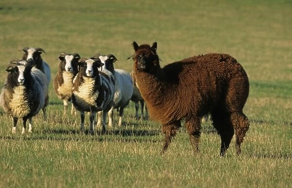 Alpaca (Lama pacos) adult, standing with Jacob Sheep flock in pasture, England