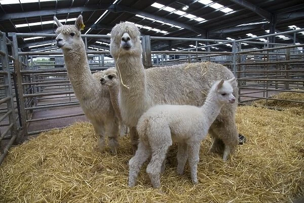 Alpaca (Lama pacos) two adults females with young, standing in straw pen at livestock market