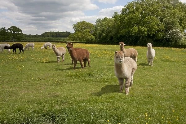 Alpaca (Lama pacos) adults, herd standing in pasture, West Sussex, England, June