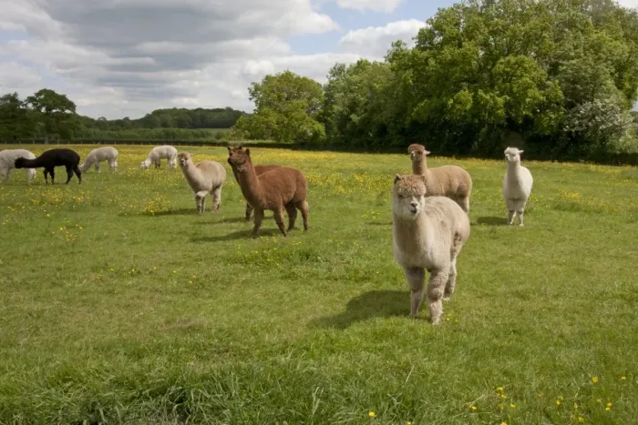Framed Print : Alpaca (Lama pacos) adults, herd standing in pasture, West Sussex, England, June