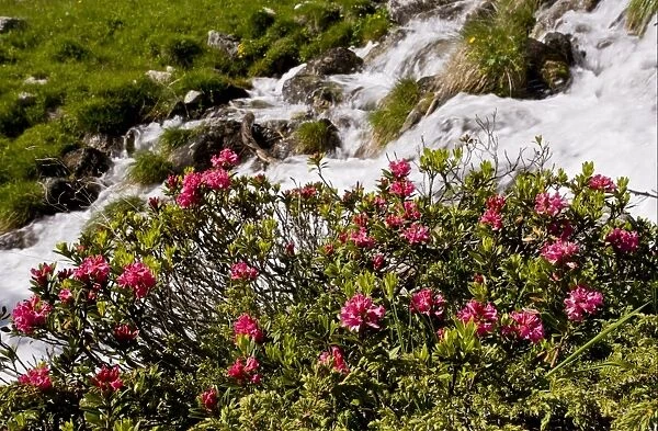 Alpenrose (Rhododendron ferrugineum) flowering, growing beside alpine stream, Engadin Valley, Swiss Alps, Switzerland