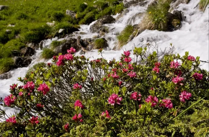 Framed Print : Alpenrose (Rhododendron ferrugineum) flowering, growing beside alpine stream, Engadin Valley, Swiss Alps, Switzerland Framed Print : Alpenrose (Rhododendron ferrugineum) flowering, growing beside alpine stream, Engadin Valley, Swiss Alps, Switzerland