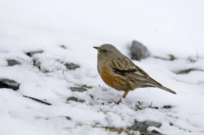 Framed Print : Alpine Accentor (Prunella collaris) adult, standing in snow, Greater Caucasus, Caucasus Mountains, Georgia, spring Framed Print : Alpine Accentor (Prunella collaris) adult, standing in snow, Greater Caucasus, Caucasus Mountains, Georgia, spring