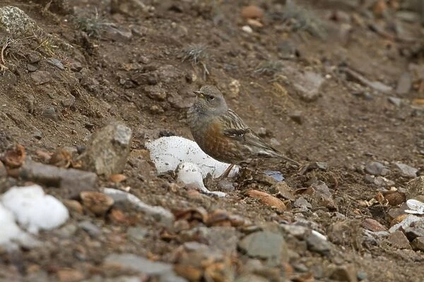 Alpine Accentor (Prunella collaris) adult, standing on ground beside patch on melting snow, Morocco, March