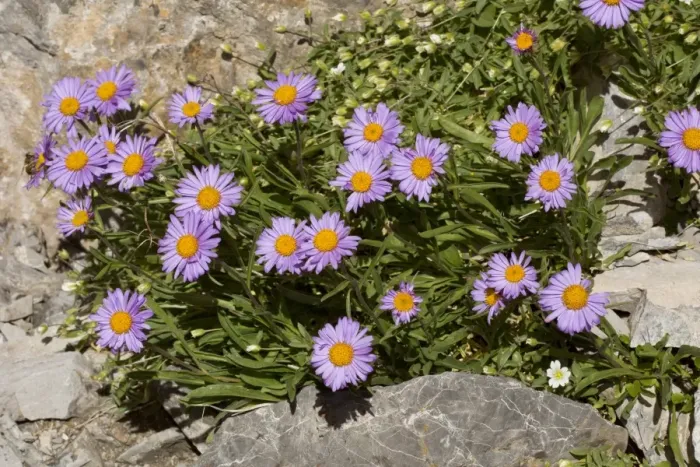 Framed Print : Alpine Aster (Aster alpinus) flowering, Maritime Alps, France, September Framed Print : Alpine Aster (Aster alpinus) flowering, Maritime Alps, France, September