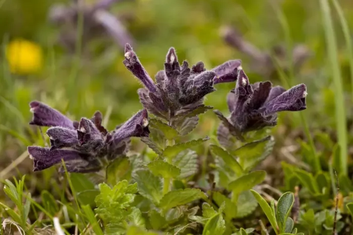 Framed Print : Alpine Bartsia (Bartsia alpina) flowering, Slovenia, june Framed Print : Alpine Bartsia (Bartsia alpina) flowering, Slovenia, june