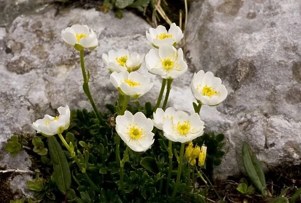 Alpine Buttercup (Ranunculus alpestris) flowering, growing on limestone rocks, Julian Alps, Slovenia, june