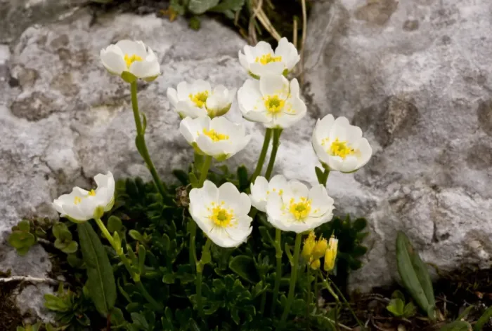 Framed Print : Alpine Buttercup (Ranunculus alpestris) flowering, growing on limestone rocks, Julian Alps, Slovenia, june Framed Print : Alpine Buttercup (Ranunculus alpestris) flowering, growing on limestone rocks, Julian Alps, Slovenia, june
