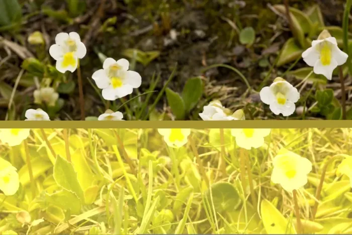 Framed Print : Alpine Butterwort (Pinguicula alpina) flowering, Julian Alps, Slovenia, june