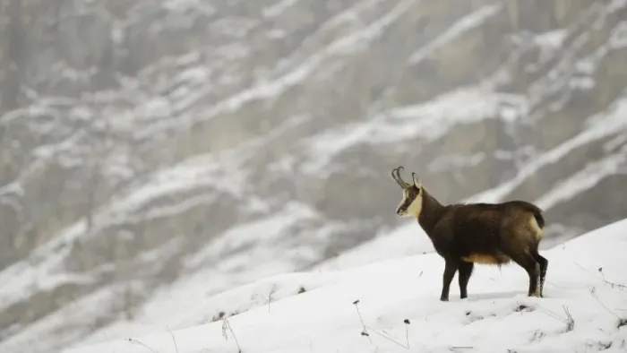 Framed Print : Alpine Chamois (Rupicapra rupicapra) adult, standing on snow in mountain habitat during snowfall, Gran Paradiso N. P Framed Print : Alpine Chamois (Rupicapra rupicapra) adult, standing on snow in mountain habitat during snowfall, Gran Paradiso N. P