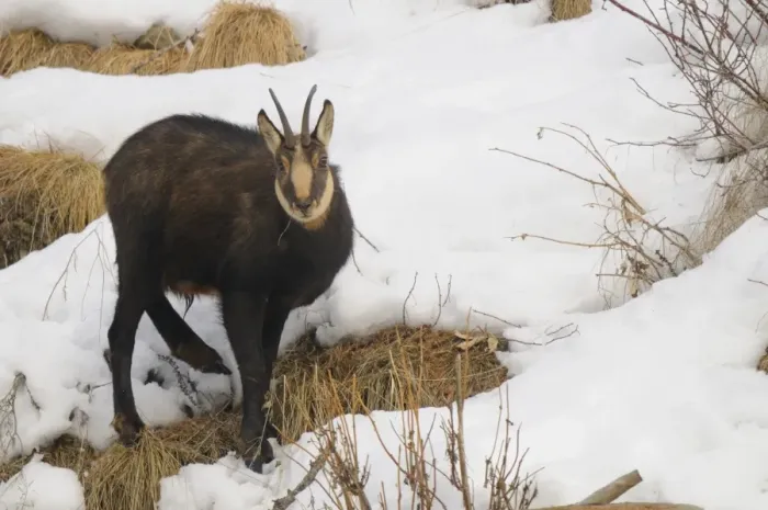 Framed Print : Alpine Chamois (Rupicapra rupicapra) adult, standing in snow, Italian Alps, Italy, january Framed Print : Alpine Chamois (Rupicapra rupicapra) adult, standing in snow, Italian Alps, Italy, january
