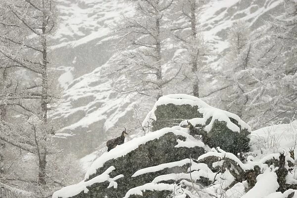 Alpine Chamois (Rupicapra rupicapra) three adults, amongst snow covered rocks in mountain forest habitat during