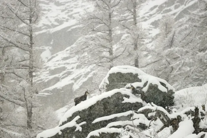 Framed Print : Alpine Chamois (Rupicapra rupicapra) three adults, amongst snow covered rocks in mountain forest habitat during Framed Print : Alpine Chamois (Rupicapra rupicapra) three adults, amongst snow covered rocks in mountain forest habitat during