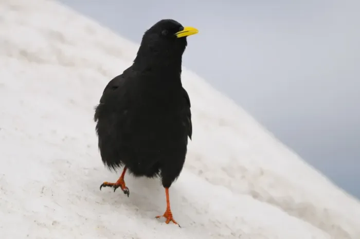 Framed Print : Alpine Chough (Pyrrhocorax graculus) adult, standing on snow, Italian Alps, Italy, july