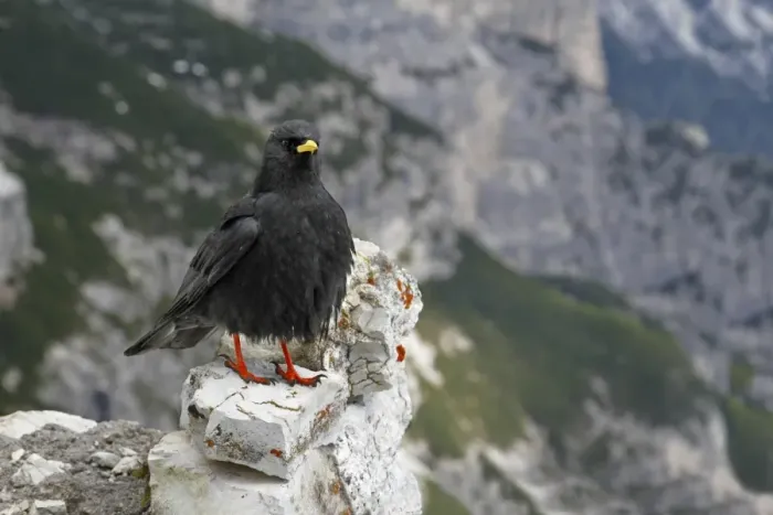 Framed Print : Alpine Chough (Pyrrhocorax graculus) adult, standing on limestone rocks, Dolomites, Italian Alps, Italy, June Framed Print : Alpine Chough (Pyrrhocorax graculus) adult, standing on limestone rocks, Dolomites, Italian Alps, Italy, June