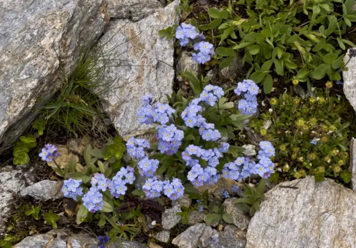 Framed Print : Alpine Forget-me-not (Myosotis alpestris) flowering, French Alps, France, July Framed Print : Alpine Forget-me-not (Myosotis alpestris) flowering, French Alps, France, July