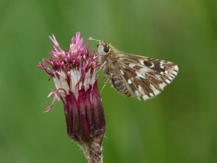 Framed Print : Alpine Grizzled Skipper (Pyrgus andromedae) adult female, resting on Alpine Coltsfoot (Homogyne alpina) flowerhead Framed Print : Alpine Grizzled Skipper (Pyrgus andromedae) adult female, resting on Alpine Coltsfoot (Homogyne alpina) flowerhead