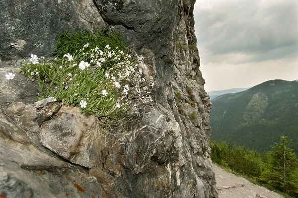 Alpine Gypsophila (Gypsophila repens) flowering, growing on rockface in mountain habitat, Tatra Mountains