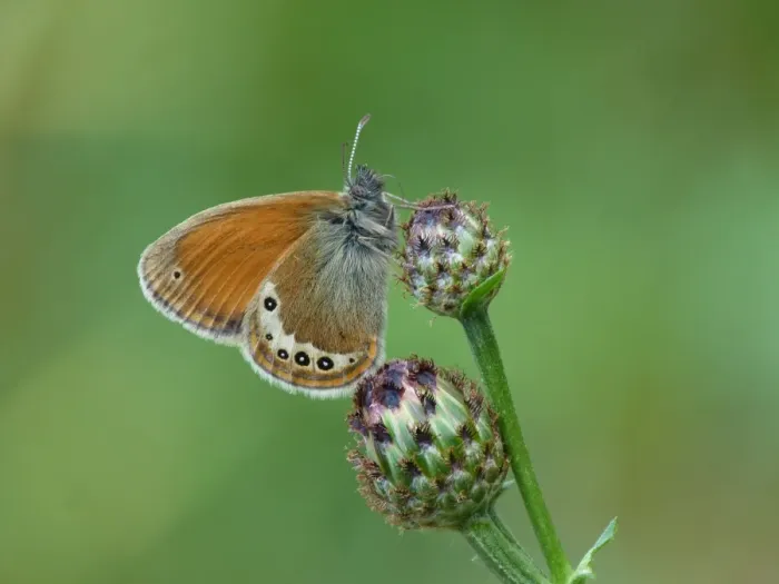 Framed Print : Alpine Heath (Coenonympha gardetta) adult, drinking moisture from knapweed flowerbud, Italian Alps, Italy, July Framed Print : Alpine Heath (Coenonympha gardetta) adult, drinking moisture from knapweed flowerbud, Italian Alps, Italy, July