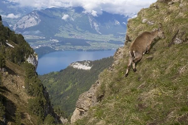 Alpine Ibex (Capra ibex) adult female, grazing on slope in mountain habitat, Niederhorn, Swiss Alps, Bernese Oberland