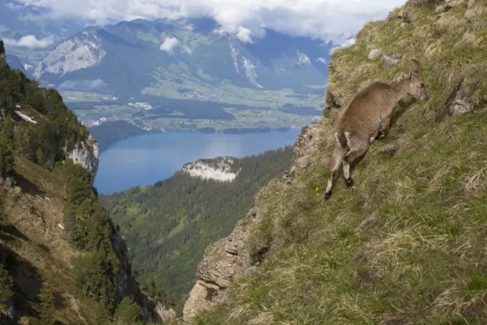 Framed Print : Alpine Ibex (Capra ibex) adult female, grazing on slope in mountain habitat, Niederhorn, Swiss Alps, Bernese Oberland Framed Print : Alpine Ibex (Capra ibex) adult female, grazing on slope in mountain habitat, Niederhorn, Swiss Alps, Bernese Oberland