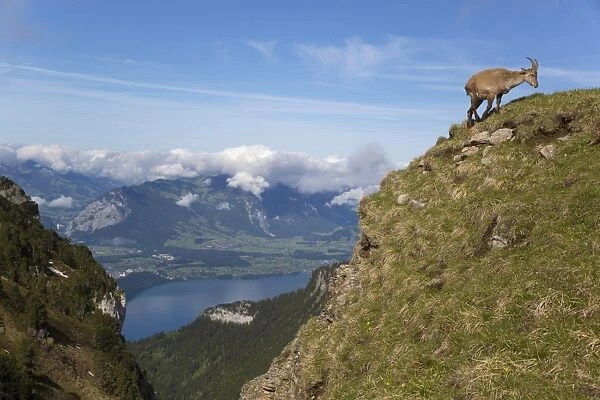 Alpine Ibex (Capra ibex) adult female, walking on slope in mountain habitat, Niederhorn, Swiss Alps, Bernese Oberland