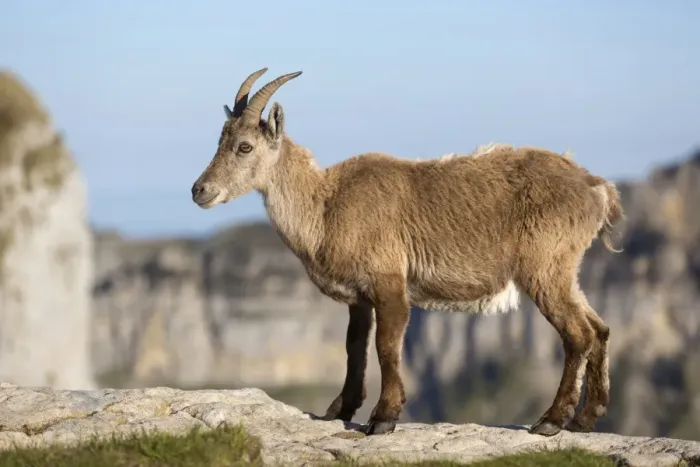 Framed Print : Alpine Ibex (Capra ibex) adult female, standing on rocks, Niederhorn, Swiss Alps, Bernese Oberland, Switzerland, June Framed Print : Alpine Ibex (Capra ibex) adult female, standing on rocks, Niederhorn, Swiss Alps, Bernese Oberland, Switzerland, June