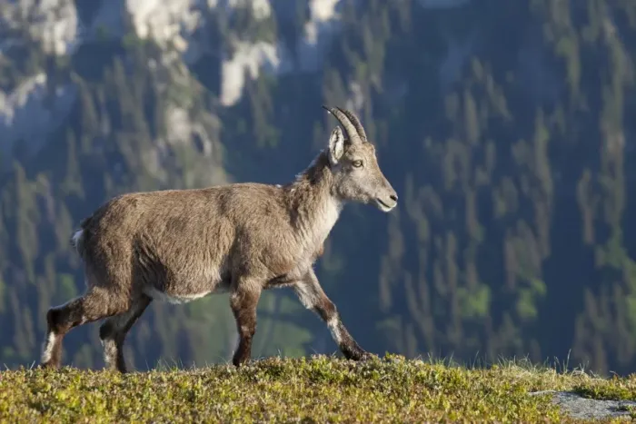 Framed Print : Alpine Ibex (Capra ibex) adult female, walking in alpine meadow, Niederhorn, Swiss Alps, Bernese Oberland, Switzerland, may Framed Print : Alpine Ibex (Capra ibex) adult female, walking in alpine meadow, Niederhorn, Swiss Alps, Bernese Oberland, Switzerland, may